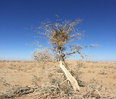 Drought and Flood Analysis